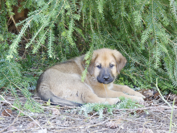 chinook dog